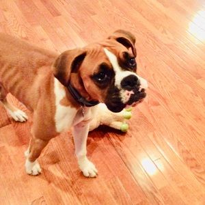 Meet your Posher, Fawn